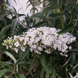 Buddleia 'White profusion'